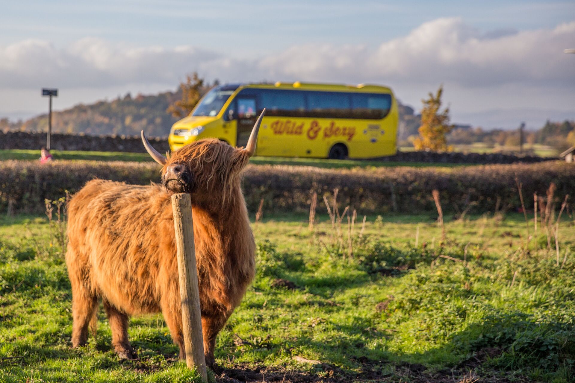 highland cow in front of haggis adventures bus