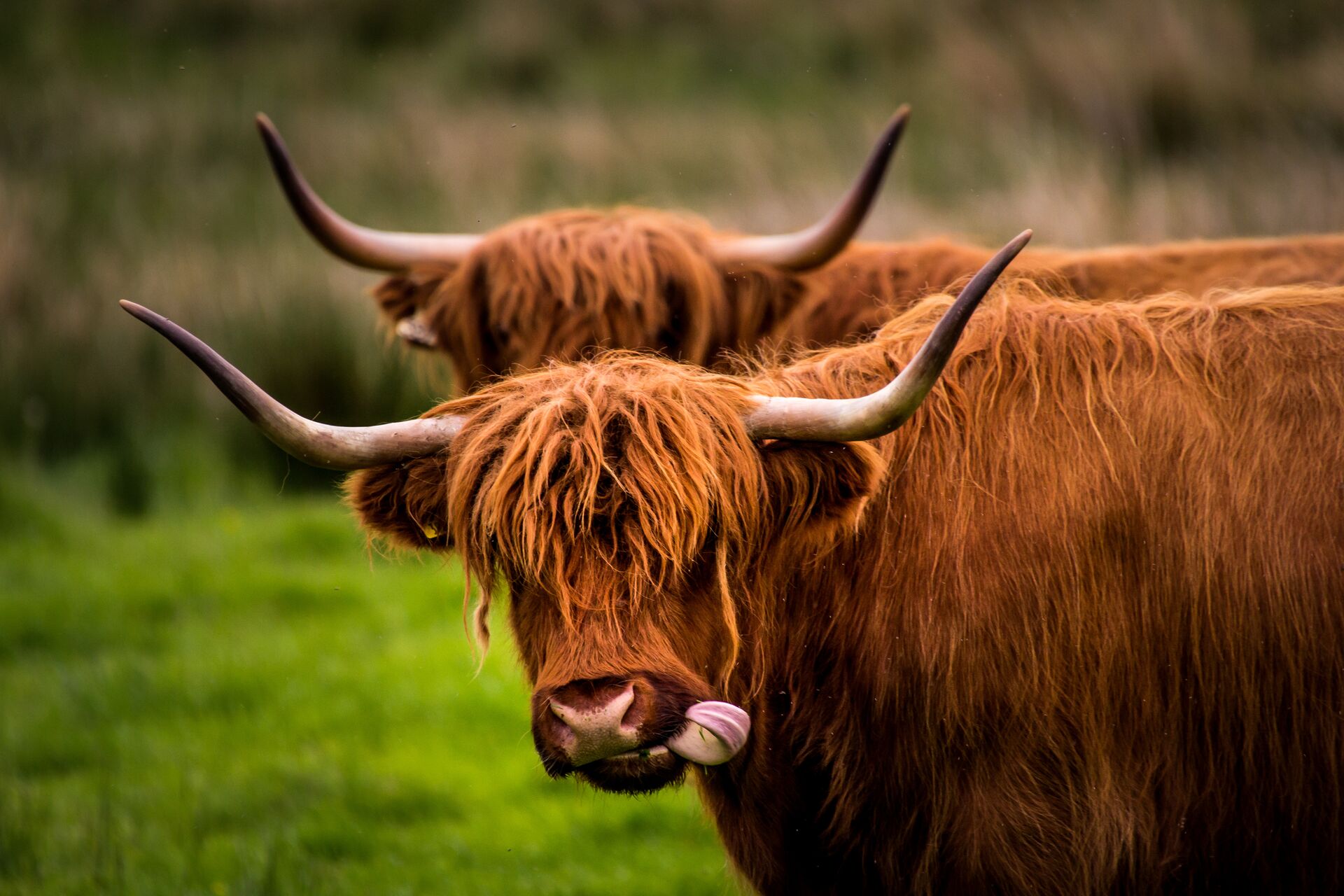 Highland Cow at Pollok Country Park Glasgow