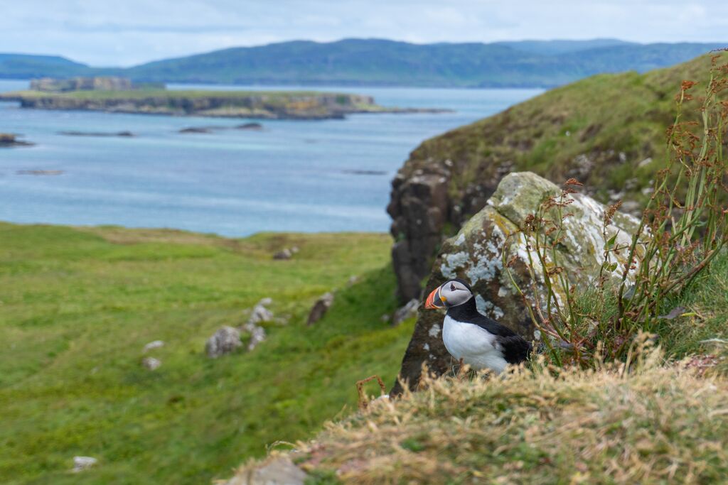 Puffin on Staffa Island with the sea int he background