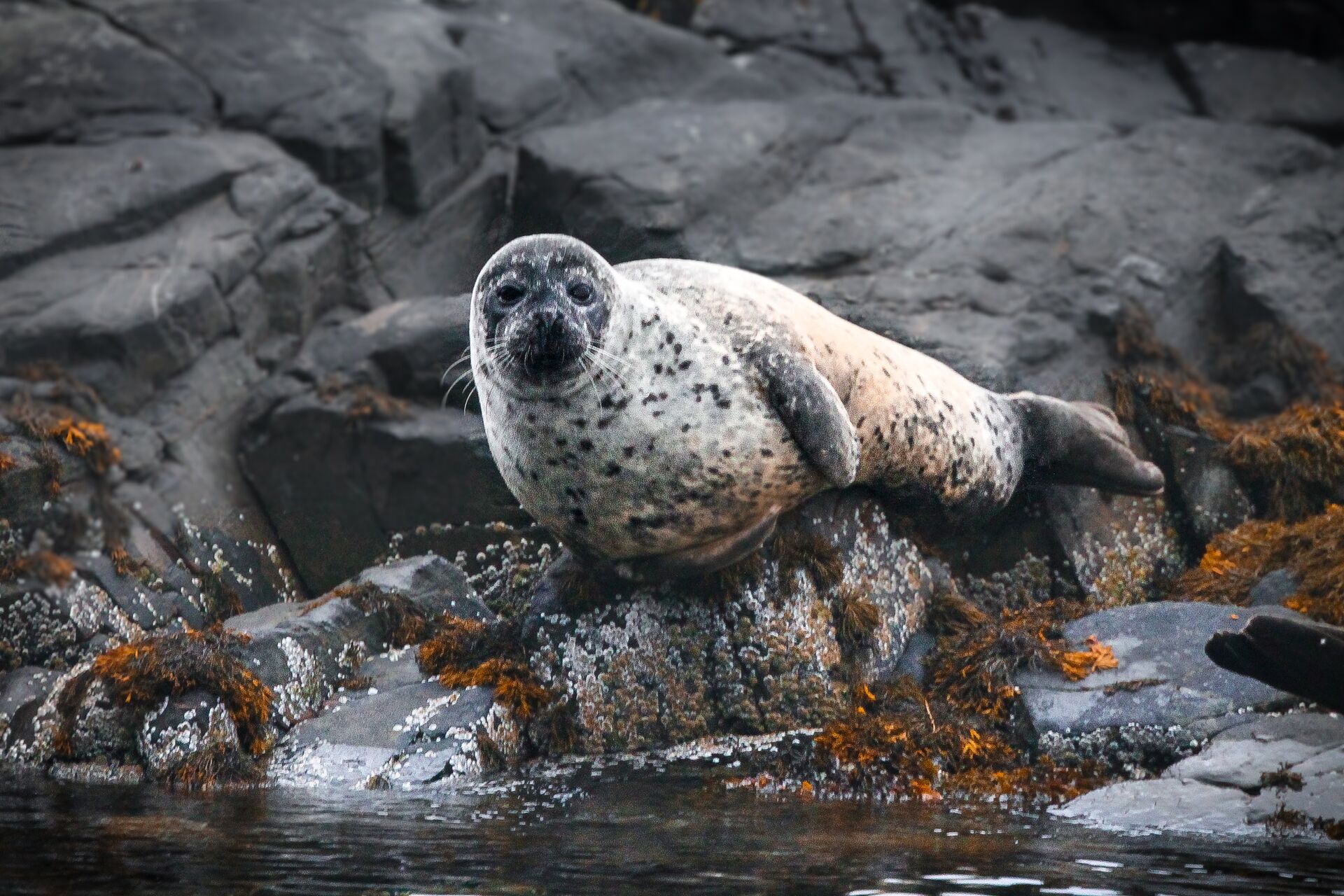 Grey Seal resting at rocky shores at Loch Coruisk
